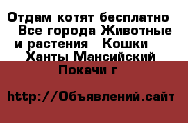 Отдам котят бесплатно  - Все города Животные и растения » Кошки   . Ханты-Мансийский,Покачи г.